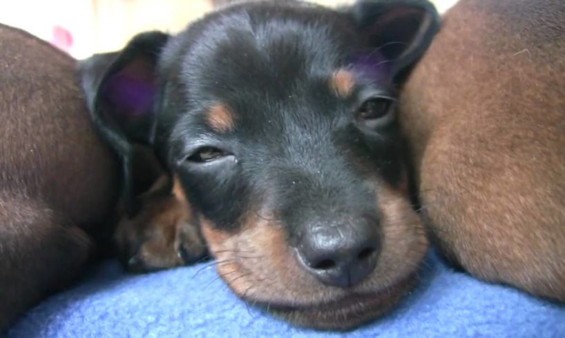 Dachshund - Cute 6 Week Old Puppies