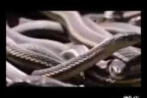 Dangerous Video of Wild Animals | Snake Fights