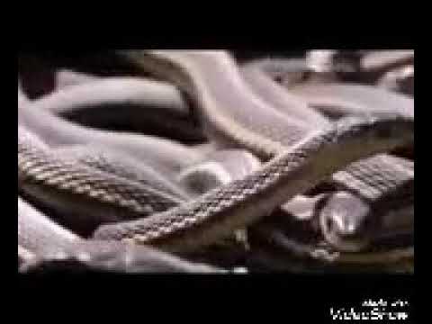 Dangerous Video of Wild Animals | Snake Fights