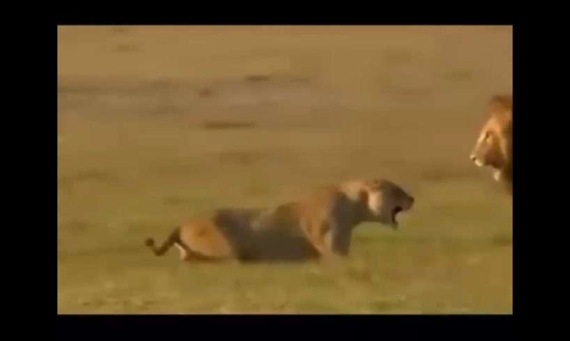 Dangerous animal fights