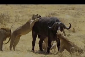 Dangerous animal fights - खतरनाक जनावरको झगडा  हेर्नुस