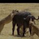 Dangerous animal fights - खतरनाक जनावरको झगडा  हेर्नुस