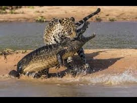 Deadly Amazing moments The Best Animal Fights ! New 2014