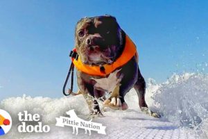 Deaf Pittie Rescued From Dogfighting Becomes Obsessed With Surfing | The Dodo Pittie Nation