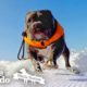Deaf Pittie Rescued From Dogfighting Becomes Obsessed With Surfing | The Dodo Pittie Nation