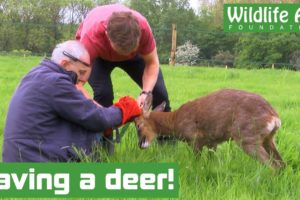 Deer set free from fencing! - Animal rescue
