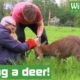 Deer set free from fencing! - Animal rescue