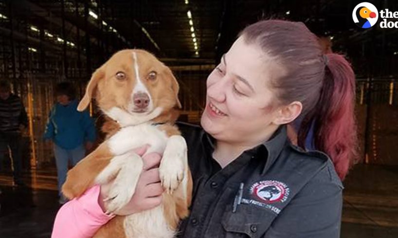 Dog, Cats Rescued From Abandoned Puppy Mill | The Dodo