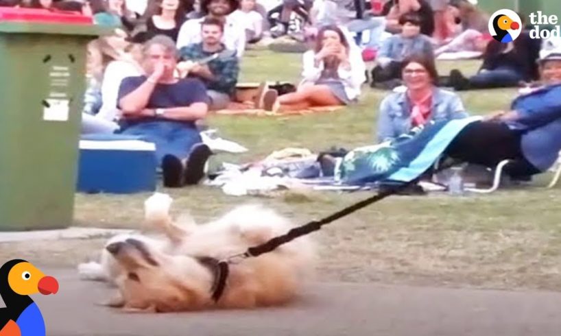 Dog PLAYS DEAD to Avoid Going Home While Park Crowd Watches | The Dodo