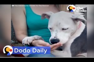 Dog Rescue: Dog Tied Up for Weeks After Owner Passes: Best Animal Videos | The Dodo Daily