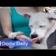 Dog Rescue: Dog Tied Up for Weeks After Owner Passes: Best Animal Videos | The Dodo Daily