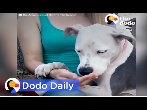 Dog Rescue: Dog Tied Up for Weeks After Owner Passes: Best Animal Videos | The Dodo Daily