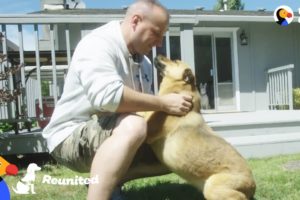 Dog Reunited with Military Dad After 2 Years Overseas | The Dodo Reunited