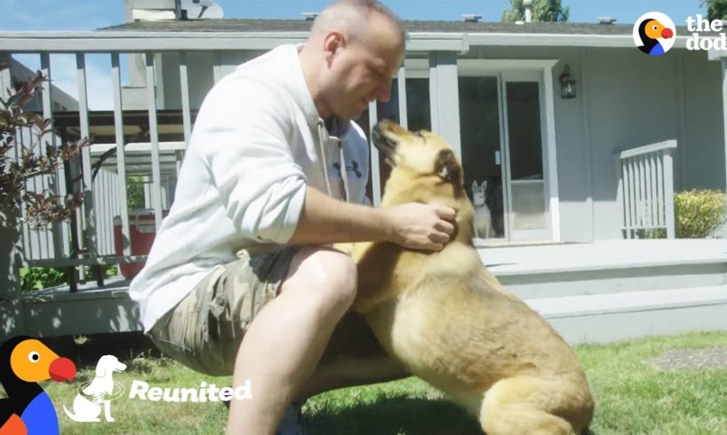 Dog Reunited with Military Dad After 2 Years Overseas | The Dodo Reunited