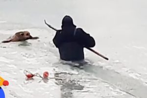 Dog That Falls Through Ice Rescued by Brave Man | The Dodo