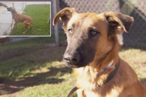 Dog Thrilled To See Owners At Shelter But They're There To Adopt Different Dog