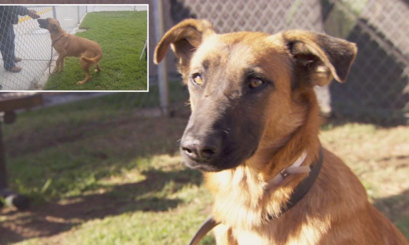 Dog Thrilled To See Owners At Shelter But They're There To Adopt Different Dog