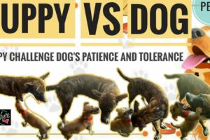 #Dog VS Puppy | Dogs Fighting | #Sham Pets & Animals | Aspin