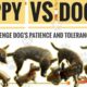 #Dog VS Puppy | Dogs Fighting | #Sham Pets & Animals | Aspin