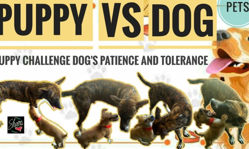 #Dog VS Puppy | Dogs Fighting | #Sham Pets & Animals | Aspin