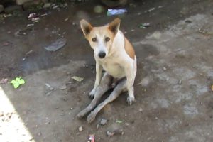 Dog paralysed from car accident walks again