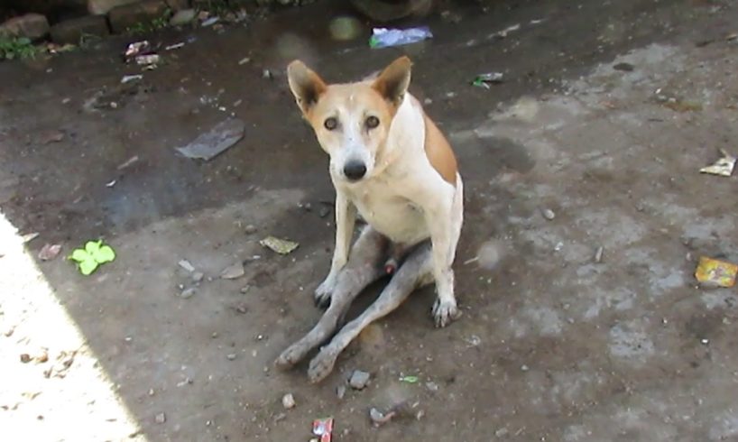 Dog paralysed from car accident walks again