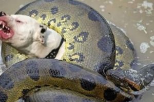 Dog vs big snake - Amazin fight to death - Wild animals fights to death