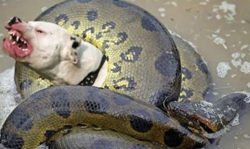 Dog vs big snake - Amazin fight to death - Wild animals fights to death