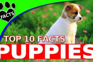 Dogs 101: Top 10 Cute Facts About Puppies  - Animal Facts