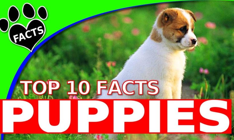 Dogs 101: Top 10 Cute Facts About Puppies  - Animal Facts