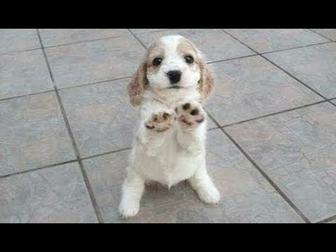 Dogs Demanding Petting Compilation 2017 [CUTE]