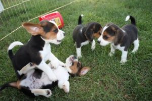 Dogs Fight Two Small Cute Puppies Fighting