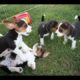 Dogs Fight Two Small Cute Puppies Fighting
