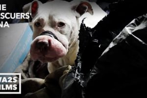 Dogs Rescued From Fighting By Animal Cops Detroit - Hope For Dogs | My DoDo