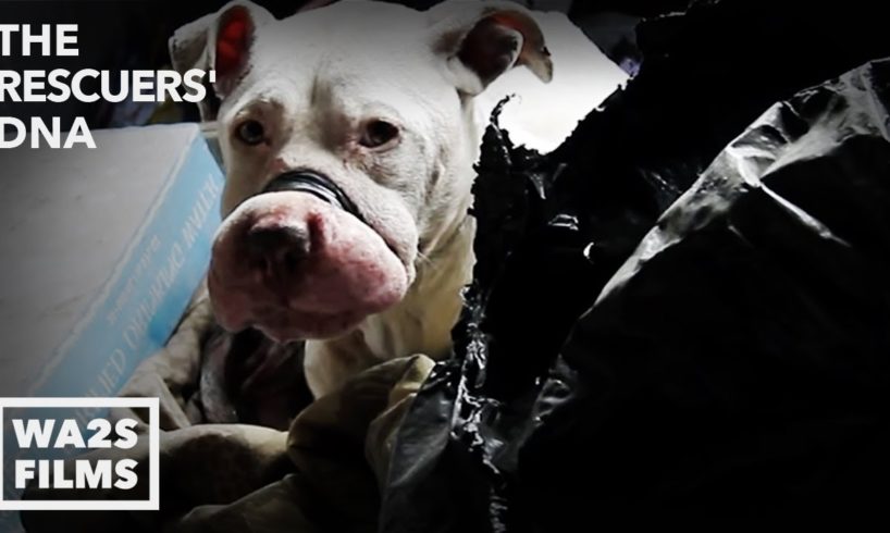 Dogs Rescued From Fighting By Animal Cops Detroit - Hope For Dogs | My DoDo