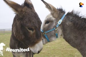 Donkey Mom Is SO Excited To See Her Baby Again | The Dodo Reunited