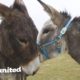 Donkey Mom Is SO Excited To See Her Baby Again | The Dodo Reunited