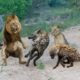 Dramatic between Lions and Hyenas, King Lion confrontation Hyena -  Animal Strong Fighting