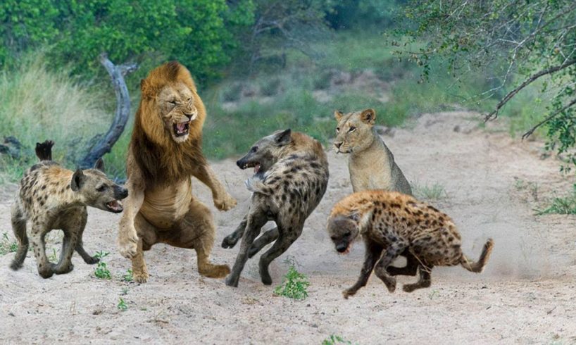 Dramatic between Lions and Hyenas, King Lion confrontation Hyena -  Animal Strong Fighting