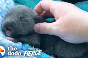 Dwarf Pittie Puppy with No Nose Grows Up To Be An Adorable Terror | The Dodo Little But Fierce