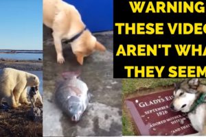 EXPOSED: The TRUTH About These Popular Viral Dog Videos. Don't Fall For These FAKE Stories!
