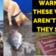 EXPOSED: The TRUTH About These Popular Viral Dog Videos. Don't Fall For These FAKE Stories!