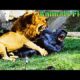 EXTREME CRAZY ANIMAL FIGHTS Part #1 | CRAZIEST Animal Fights Caught On Camera