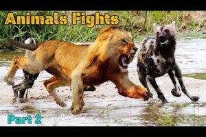 EXTREME CRAZY ANIMAL FIGHTS Part #2 | CRAZIEST Animal Fights Caught On Camera