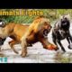 EXTREME CRAZY ANIMAL FIGHTS Part #2 | CRAZIEST Animal Fights Caught On Camera