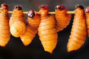 EXTREME JUNGLE FOOD!!! Catching and Cooking Asia's Most Freaky Foods!!