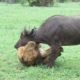 EXTREMELY RARE!!! Fearless Male Lion attacks Buffalo Herd, ALONE!!!