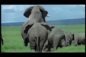 Elephant mating, fighting & pregnancy - Animals: The Inside Story - BBC