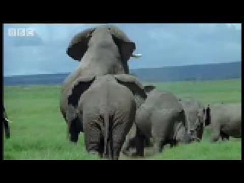 Elephant mating, fighting & pregnancy - Animals: The Inside Story - BBC