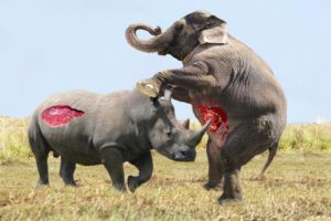 Elephant vs Rhino Real Fight - Animal World - Animals Fight